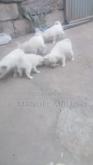 1-3 months Male Mixed Breed Japanese Spitz