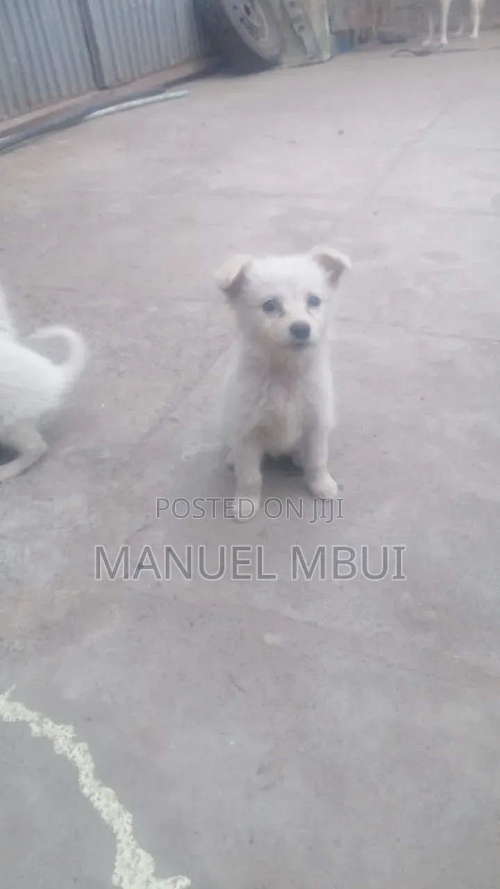 1-3 months Male Mixed Breed Japanese Spitz