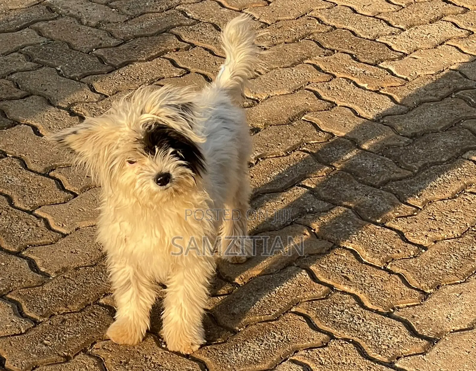 3-6 months Male Mixed Breed Maltese