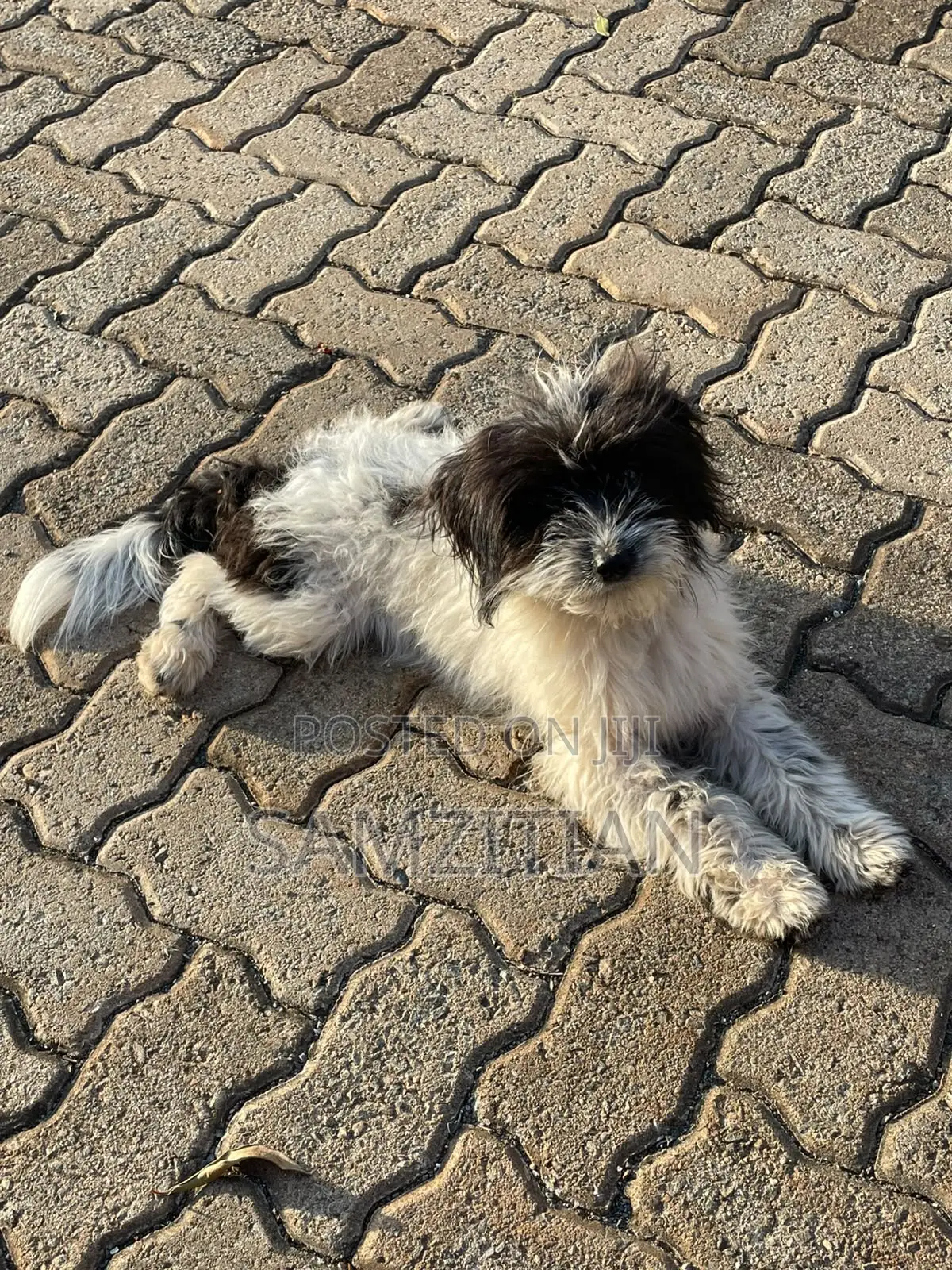 3-6 months Male Mixed Breed Maltese