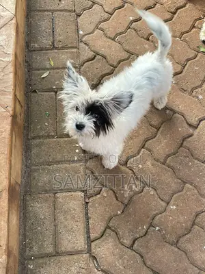 3-6 months Male Mixed Breed Maltese