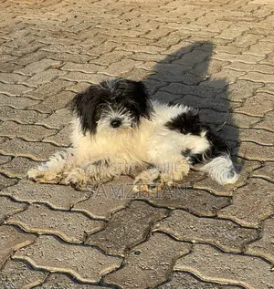 3-6 months Male Mixed Breed Maltese
