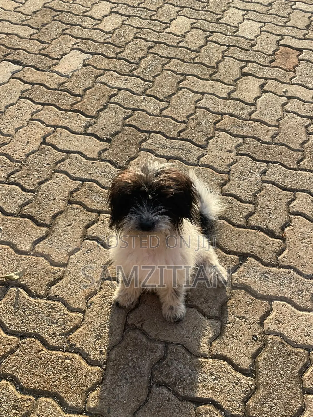 3-6 months Male Mixed Breed Maltese