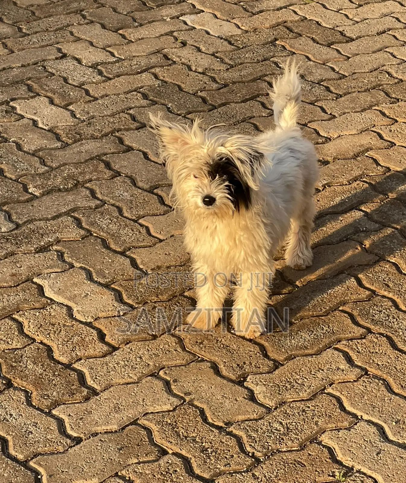 3-6 months Male Mixed Breed Maltese