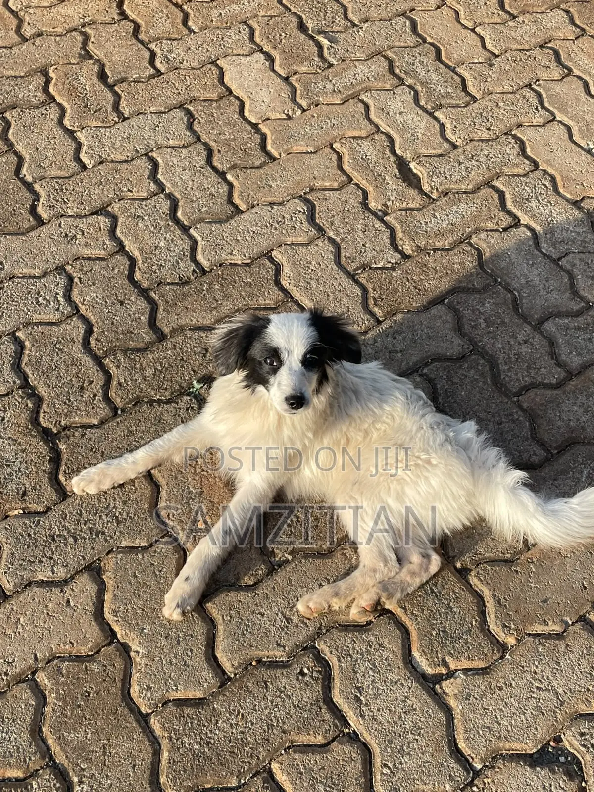 3-6 months Male Mixed Breed Maltese