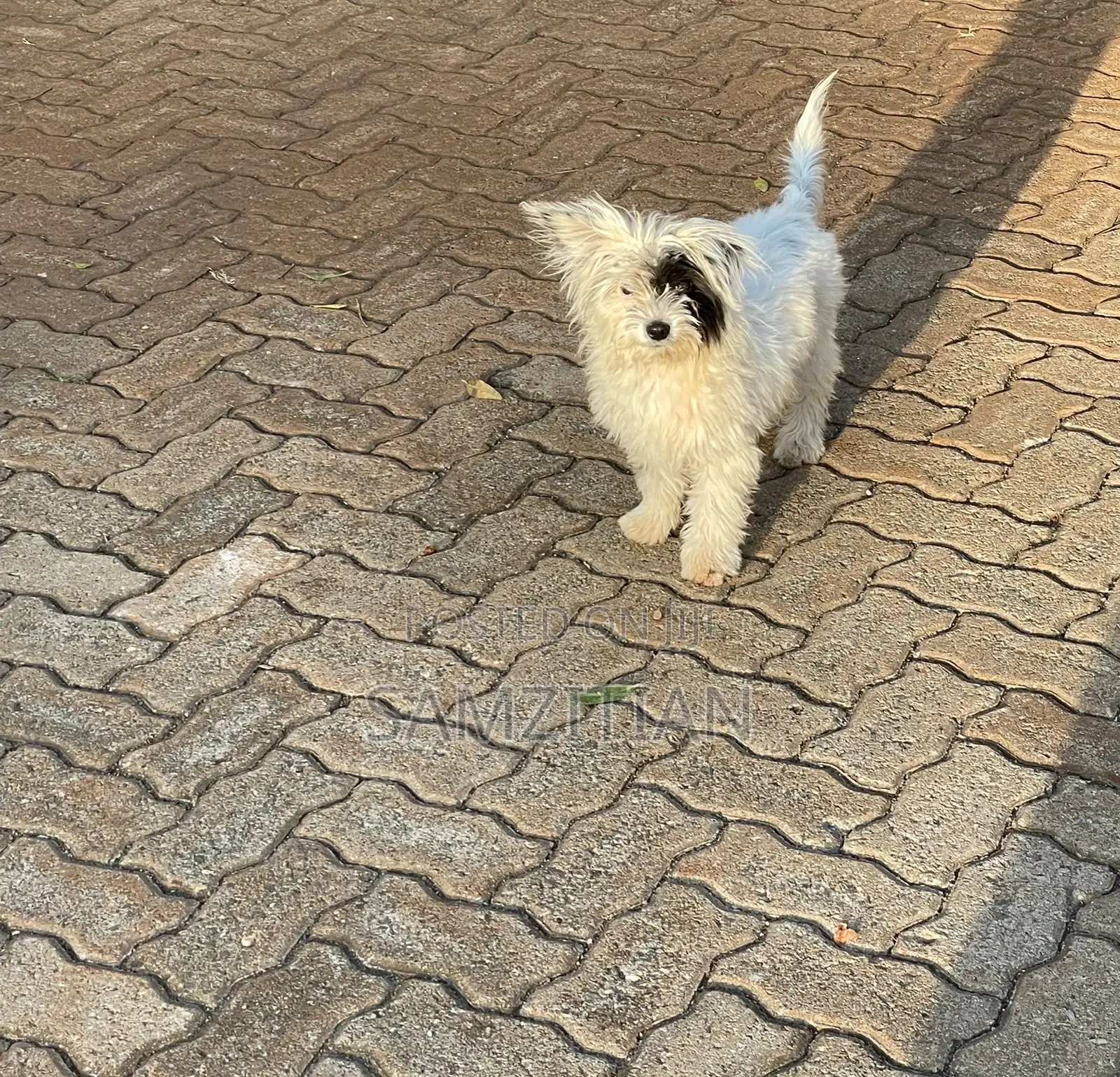3-6 months Male Mixed Breed Maltese