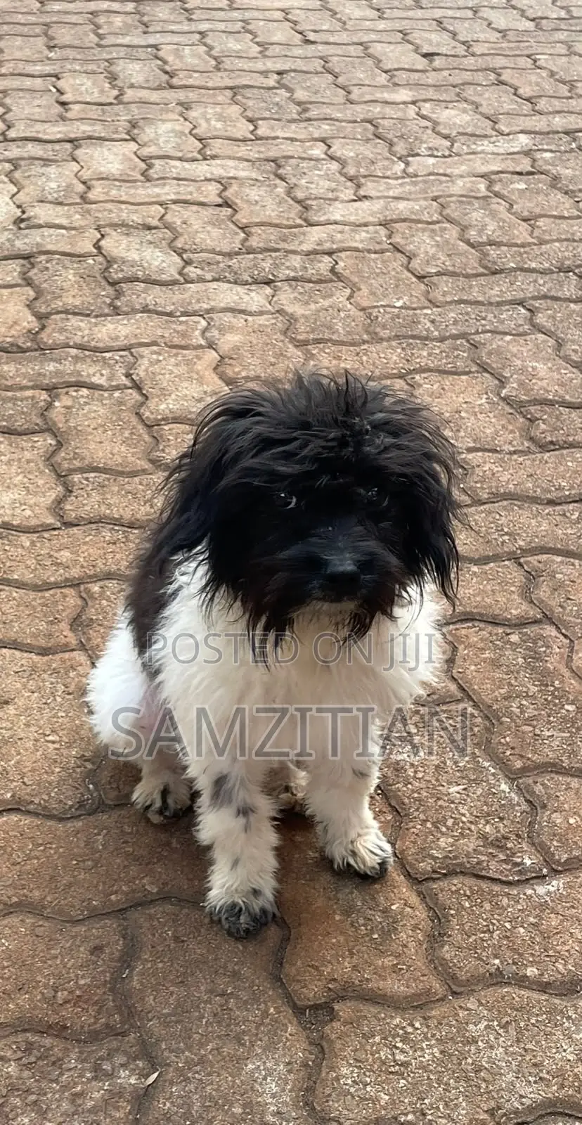 3-6 months Male Mixed Breed Maltese