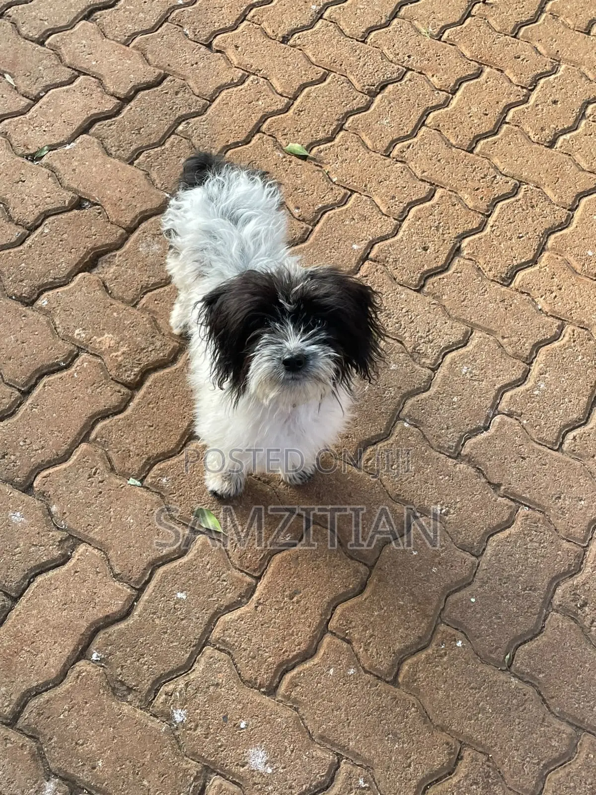 3-6 months Male Mixed Breed Maltese