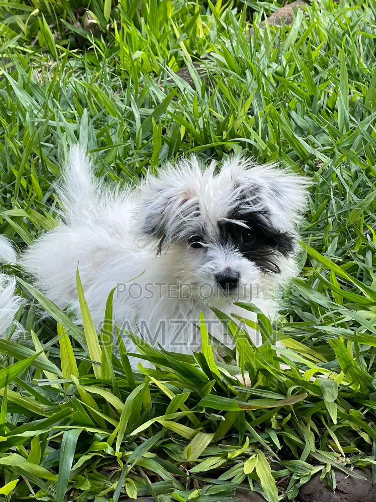 3-6 months Male Mixed Breed Maltese