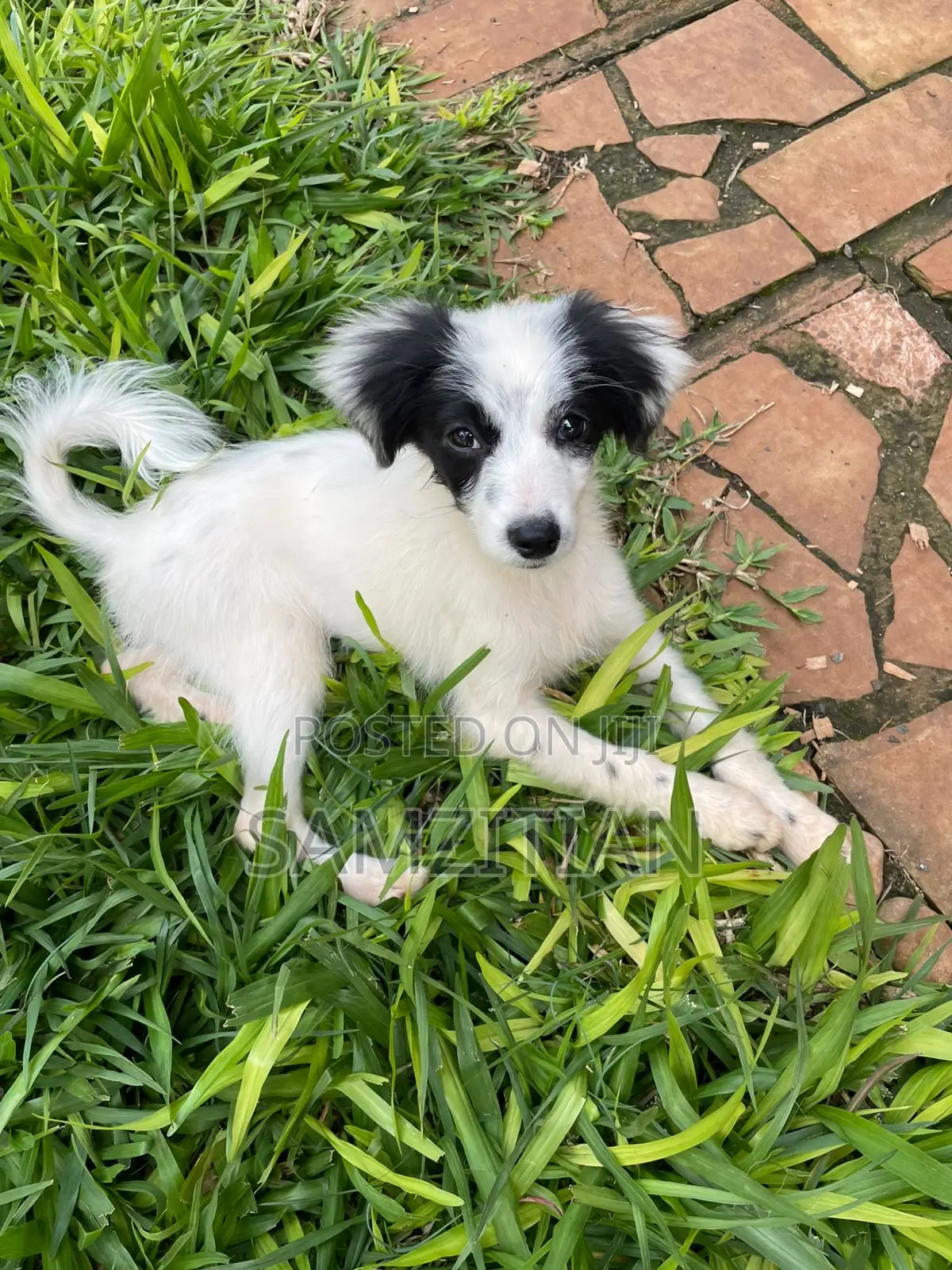 3-6 months Male Mixed Breed Maltese