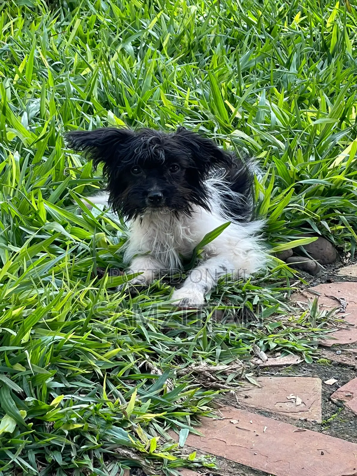 3-6 months Male Mixed Breed Maltese