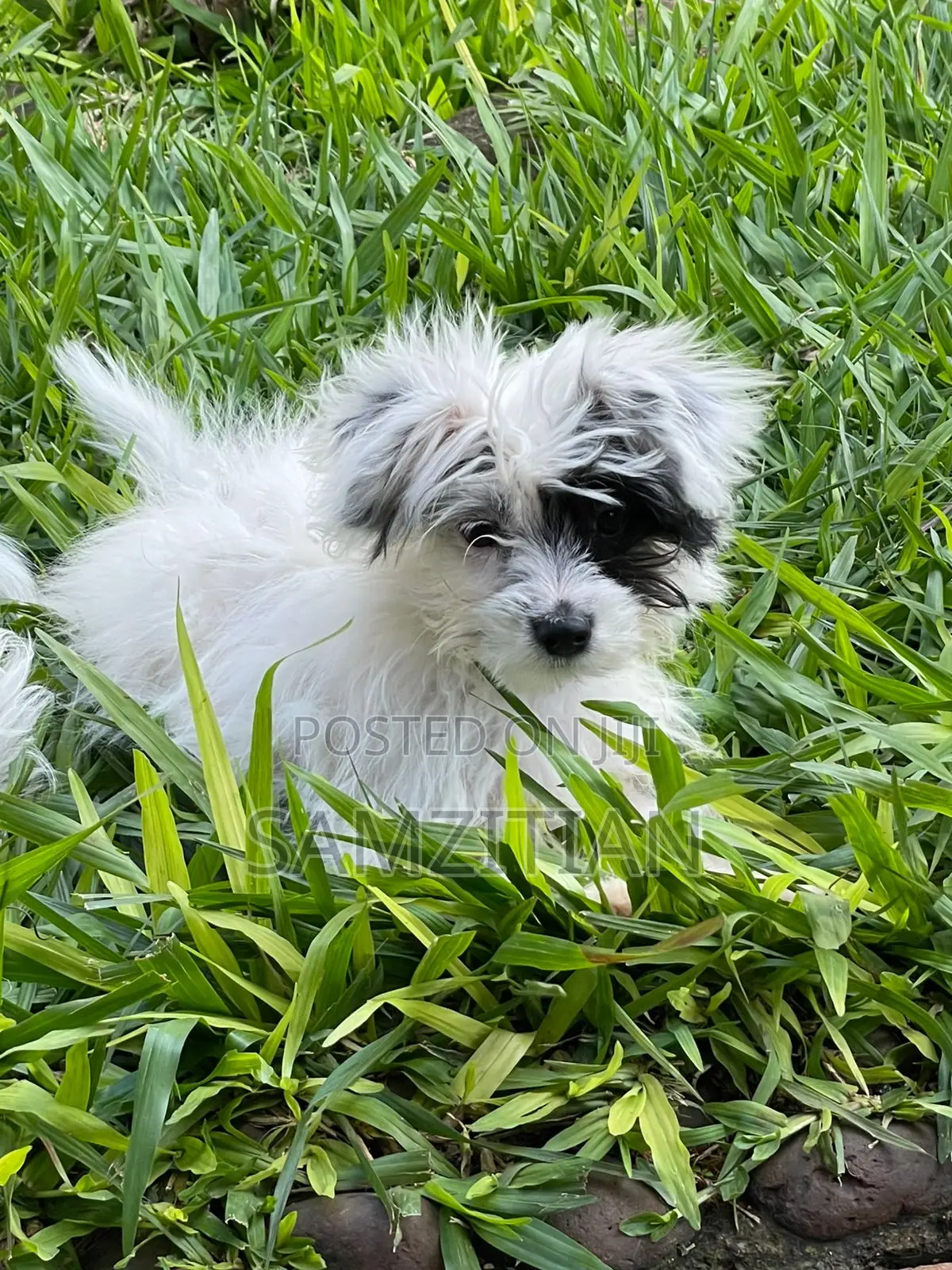 3-6 months Male Mixed Breed Maltese