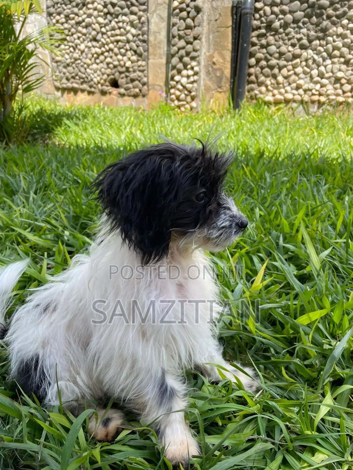 3-6 months Male Mixed Breed Maltese