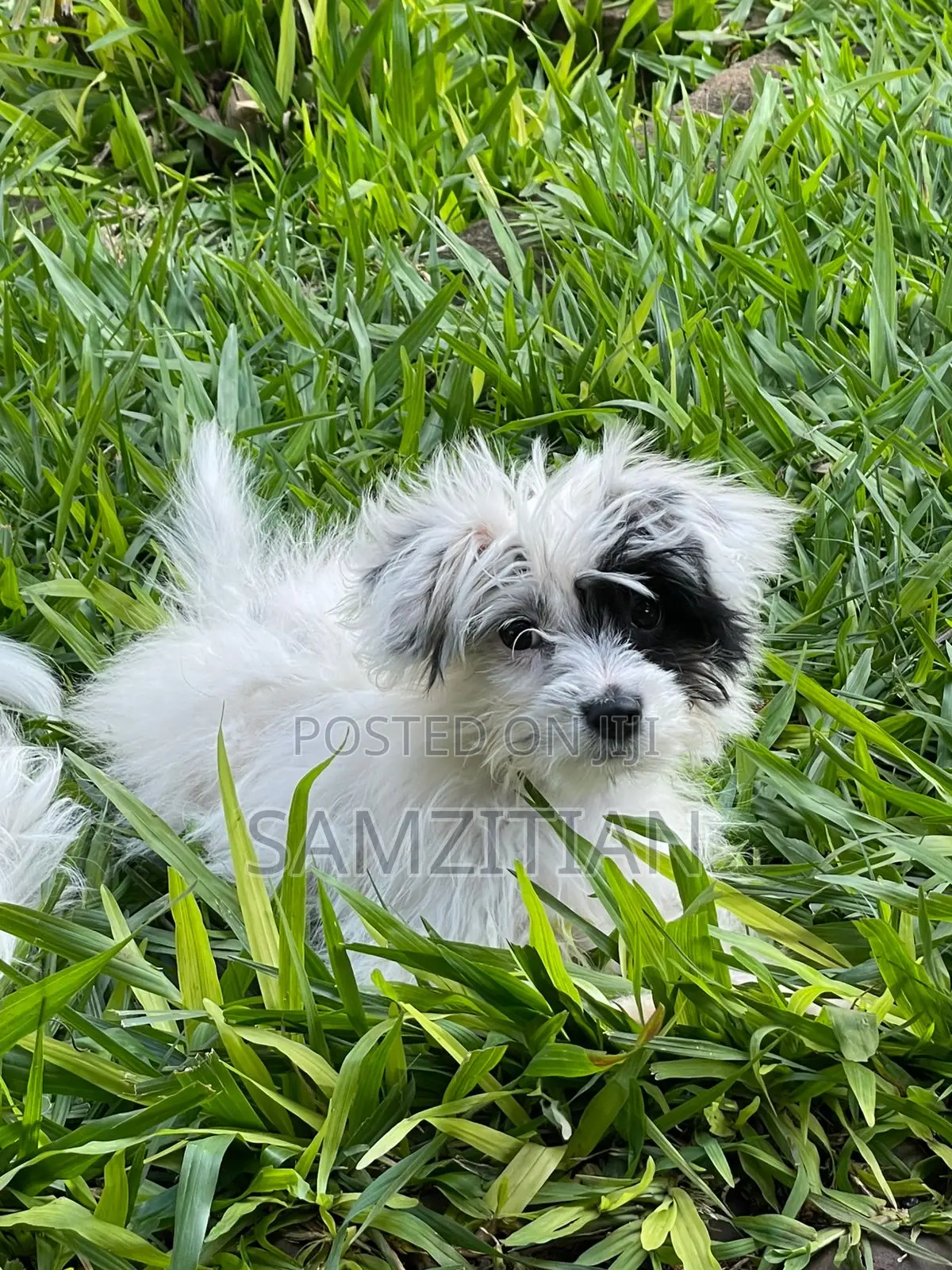 3-6 months Male Mixed Breed Maltese