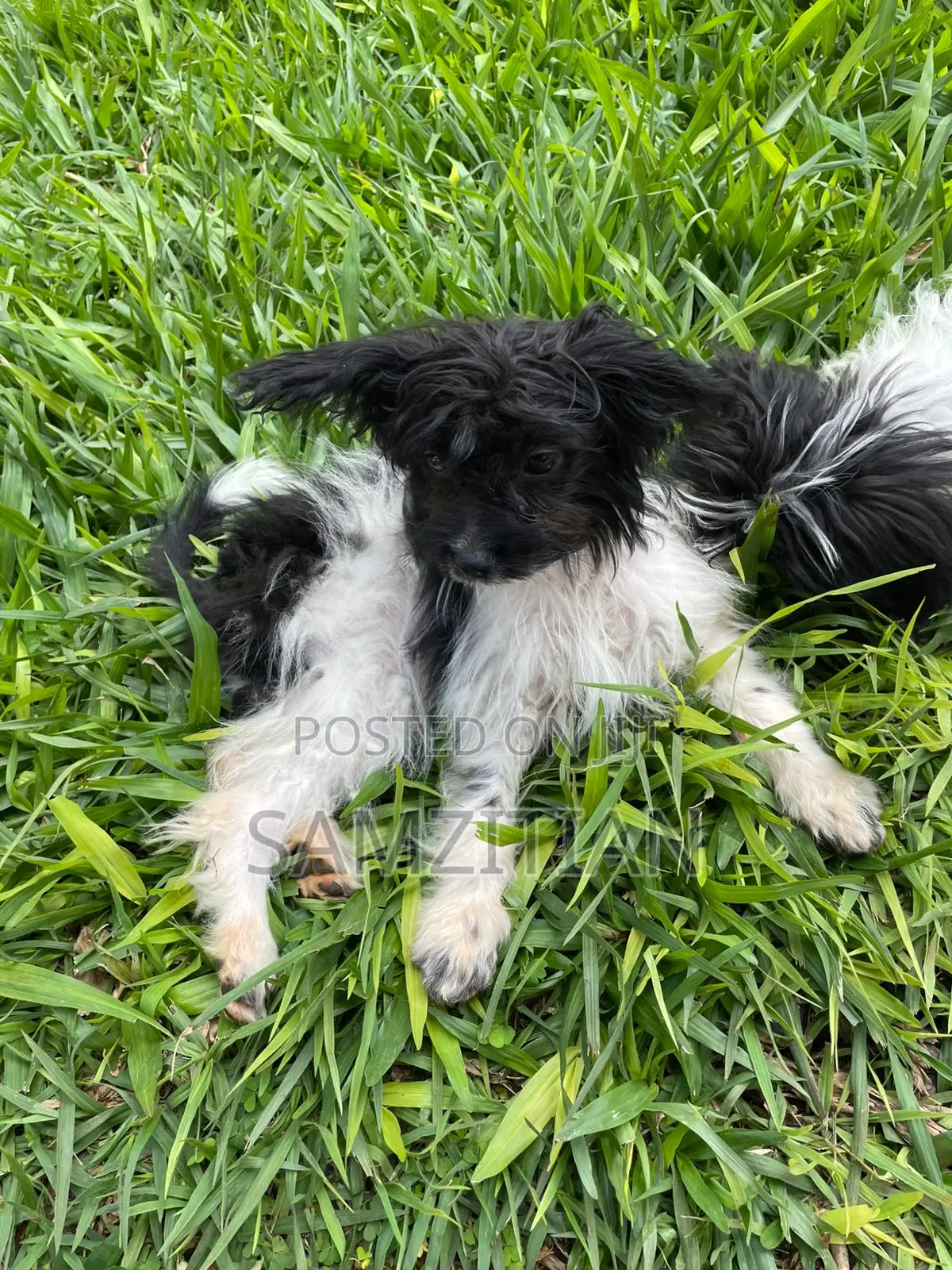 3-6 months Male Mixed Breed Maltese