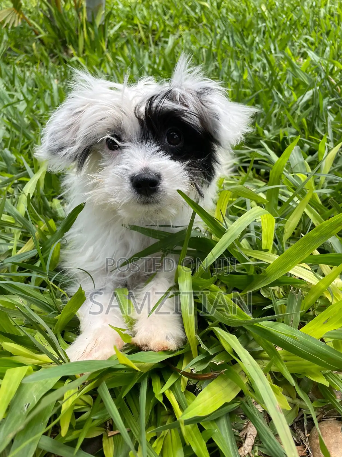 3-6 months Male Mixed Breed Maltese