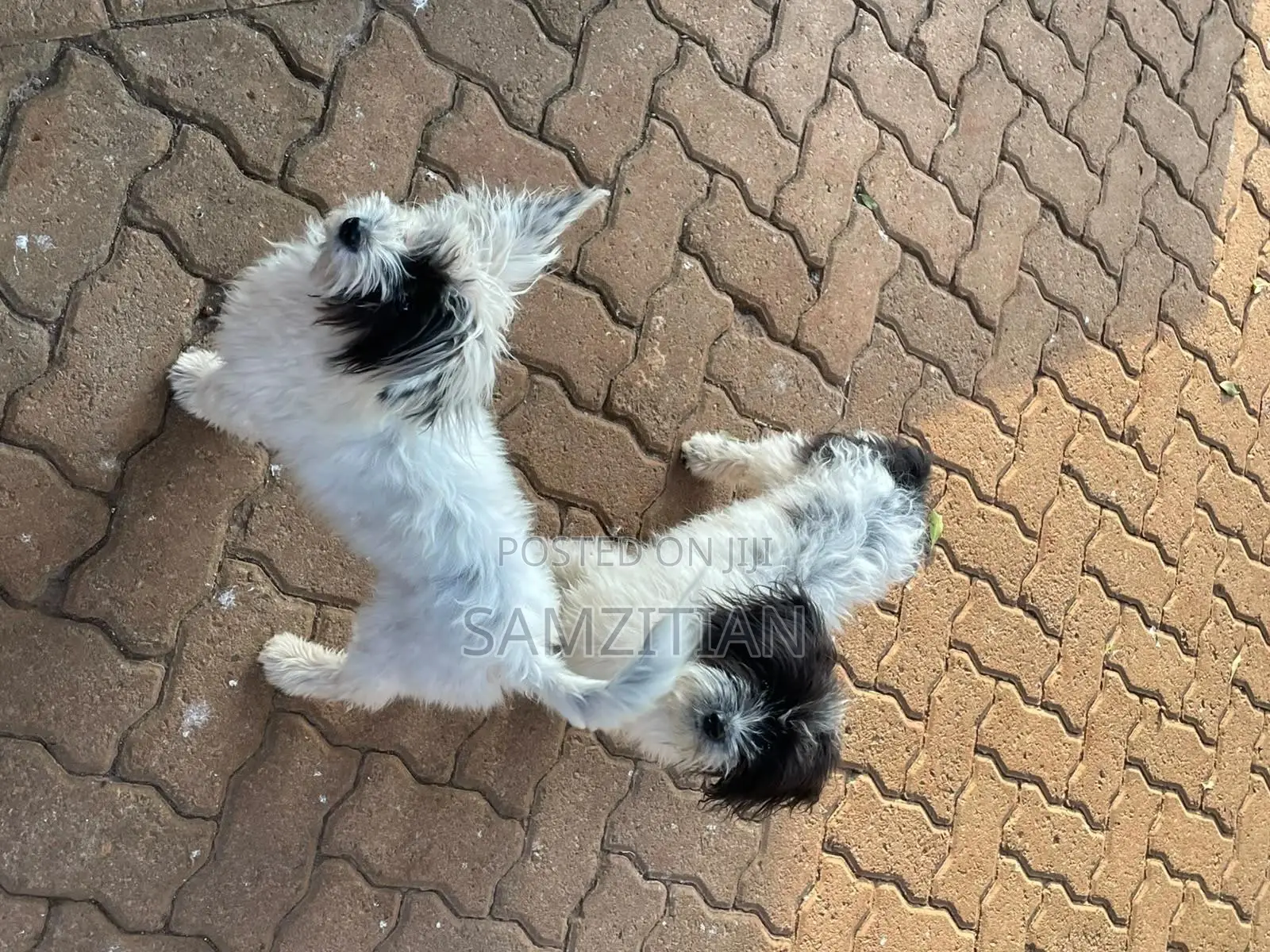 3-6 months Male Mixed Breed Maltese