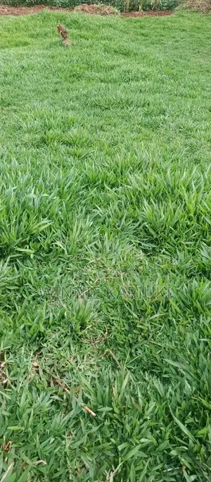 Pemba Grass