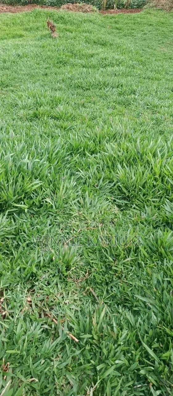 Pemba Grass - main view
