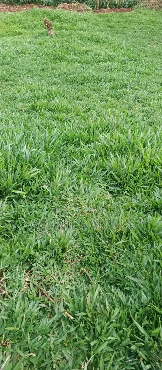 Pemba Grass