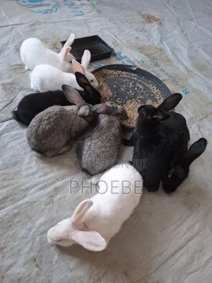 Rabbit 🐇 Newzealand White,chinchilla,california White