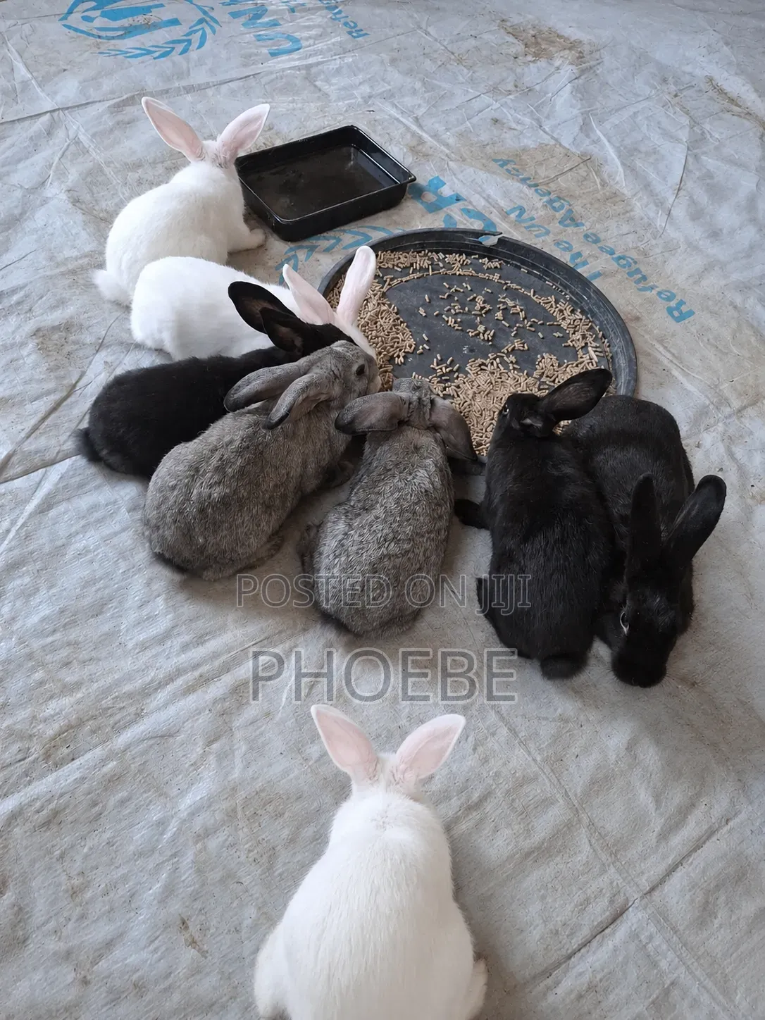 Rabbit 🐇 Newzealand White,chinchilla,california White