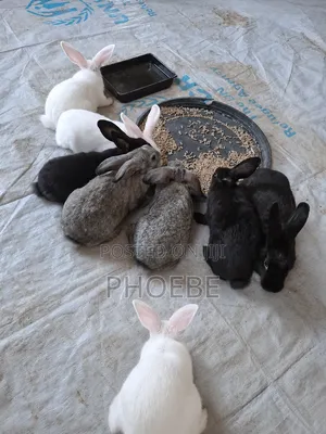 Rabbit 🐇 Newzealand White,chinchilla,california White