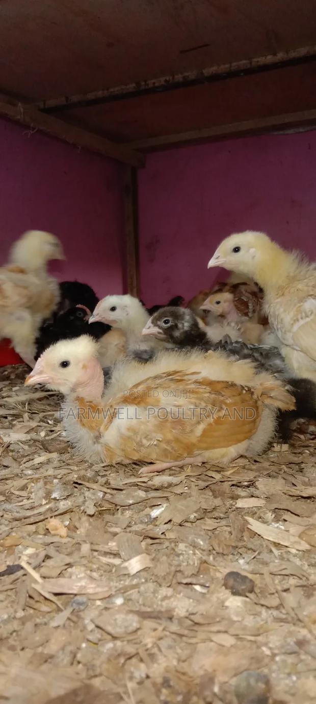 Kenbro F1 Chicks