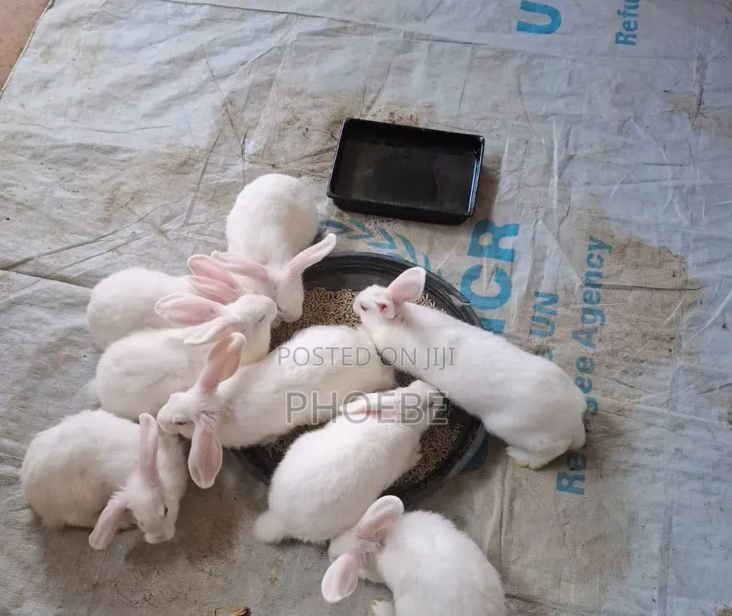 Rabbit 🐇 Newzealand White,chinchilla,california White