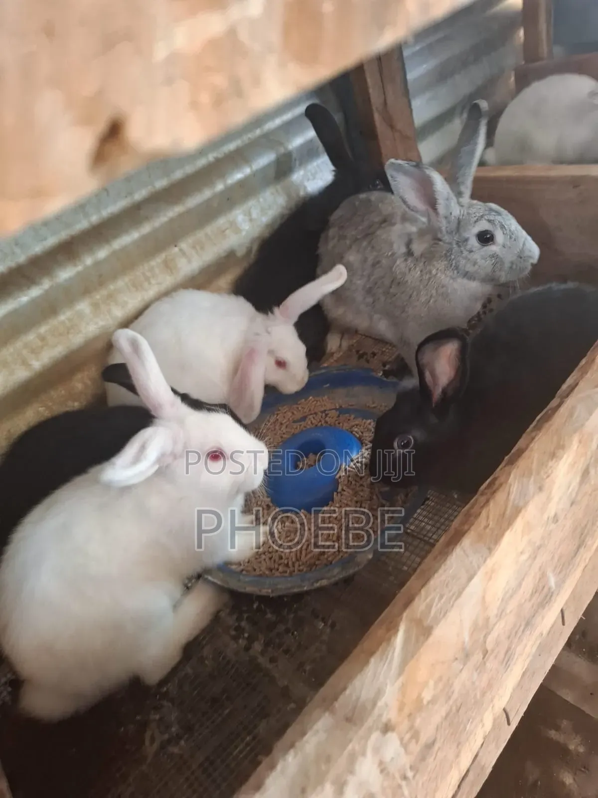 Rabbit 🐇 Newzealand White,chinchilla,california White