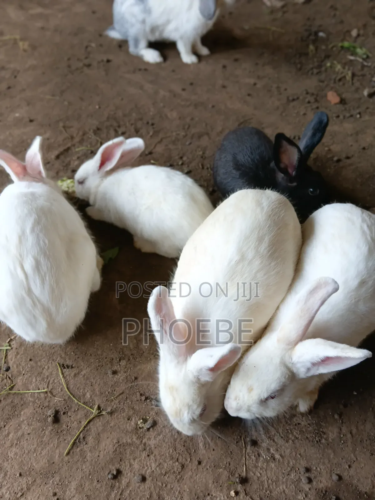 Rabbit 🐇 Newzealand White,chinchilla,california White