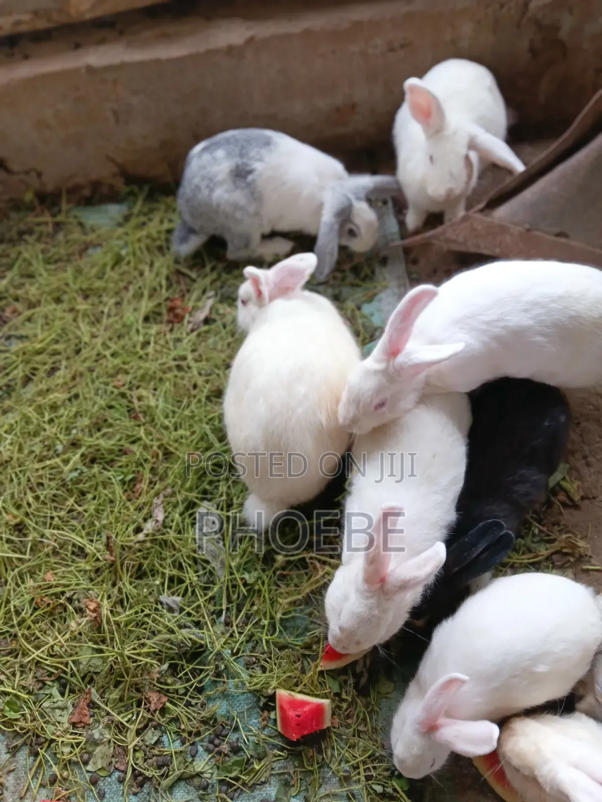 Rabbit 🐇 Newzealand White,chinchilla,california White