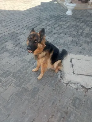 1+ year Male Purebred German Shepherd