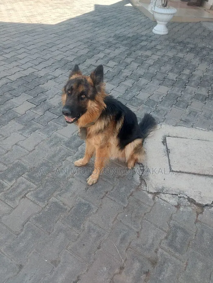 1+ year Male Purebred German Shepherd