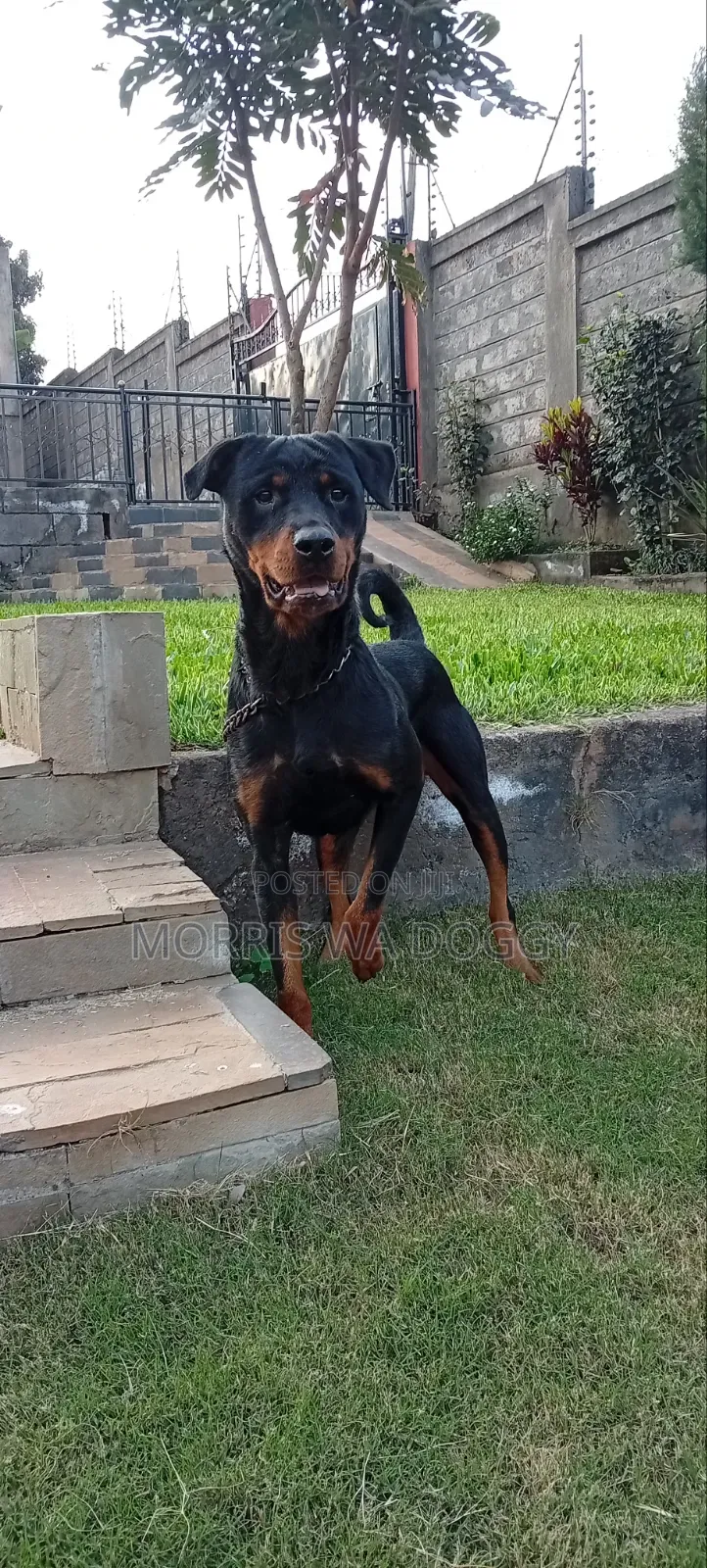 1+ year Female Purebred Rottweiler