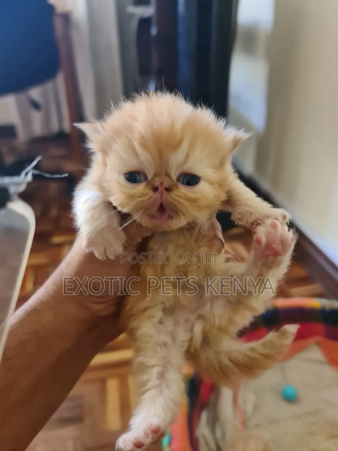1-3 months Male Purebred Persian