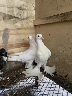 Big Body and Long Flairs