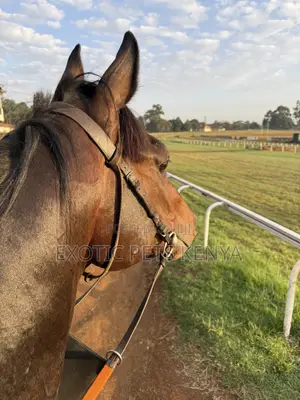 Horse Riding