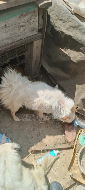 1+ year Female Mixed Breed Chihuahua