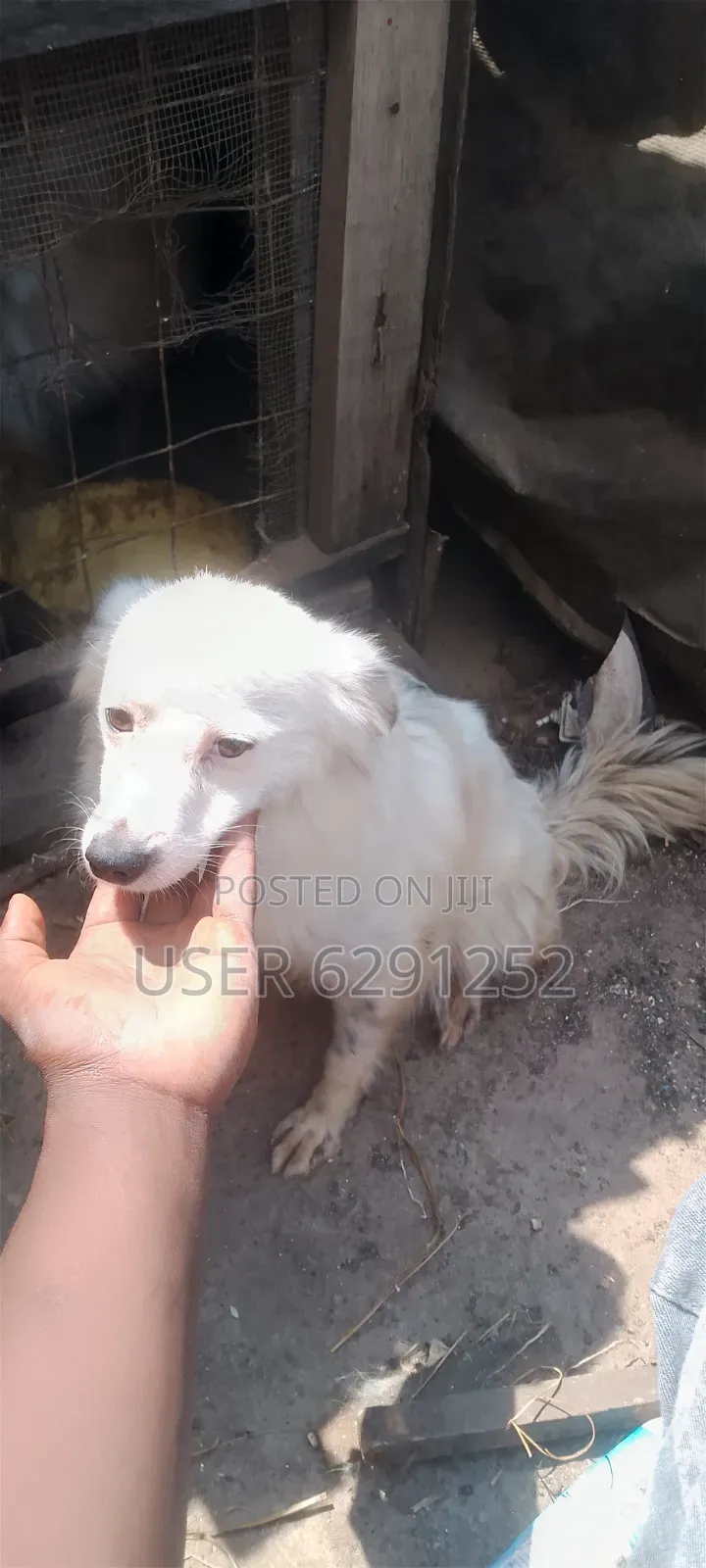 1+ year Female Mixed Breed Chihuahua
