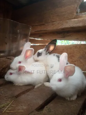Rabbit for Sale