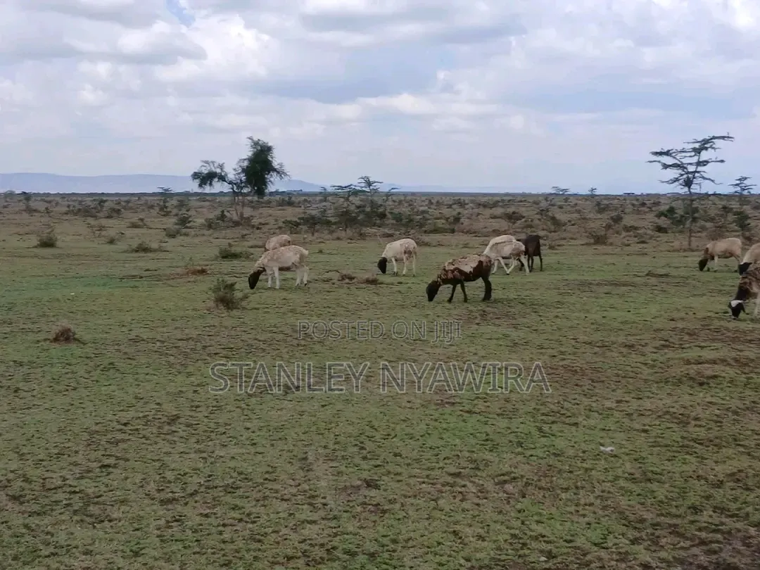 5 Acreas Nanyuki Endana