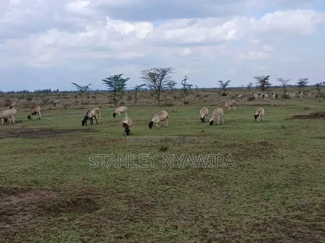 5 Acreas Nanyuki Endana