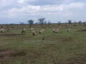 5 Acreas Nanyuki Endana