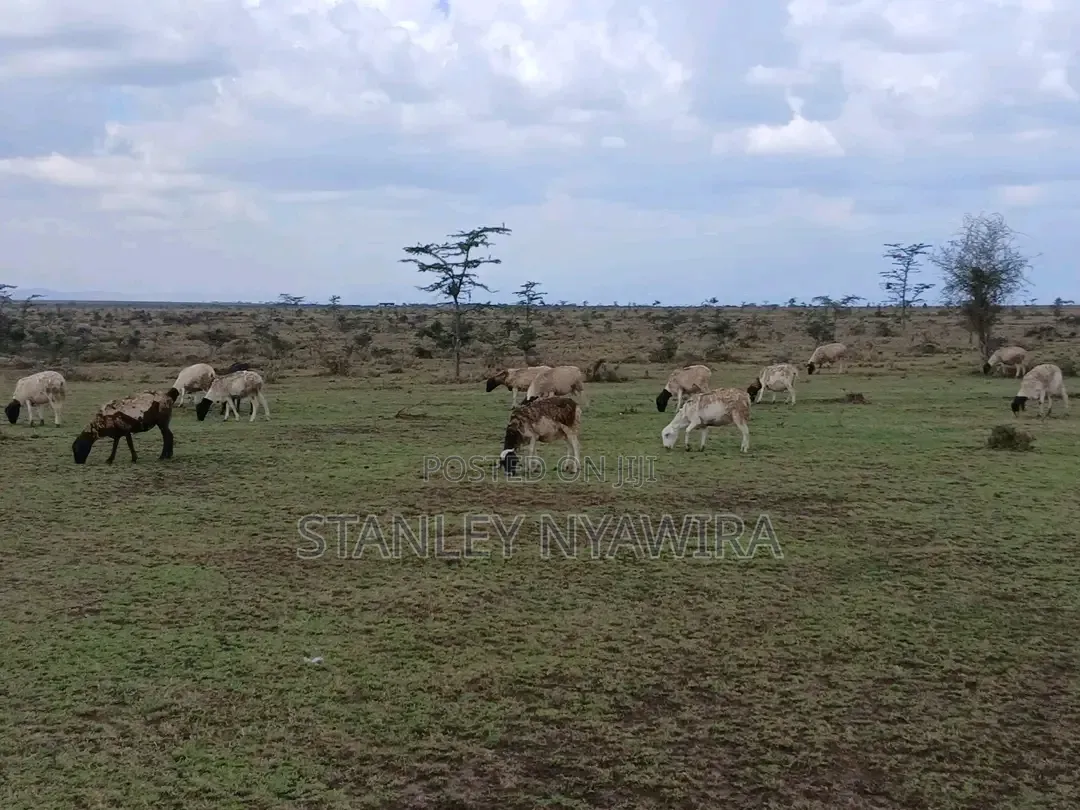 5 Acreas Nanyuki Endana