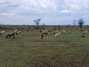 5 Acreas Nanyuki Endana