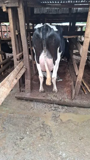 Lactating Friesian Cow