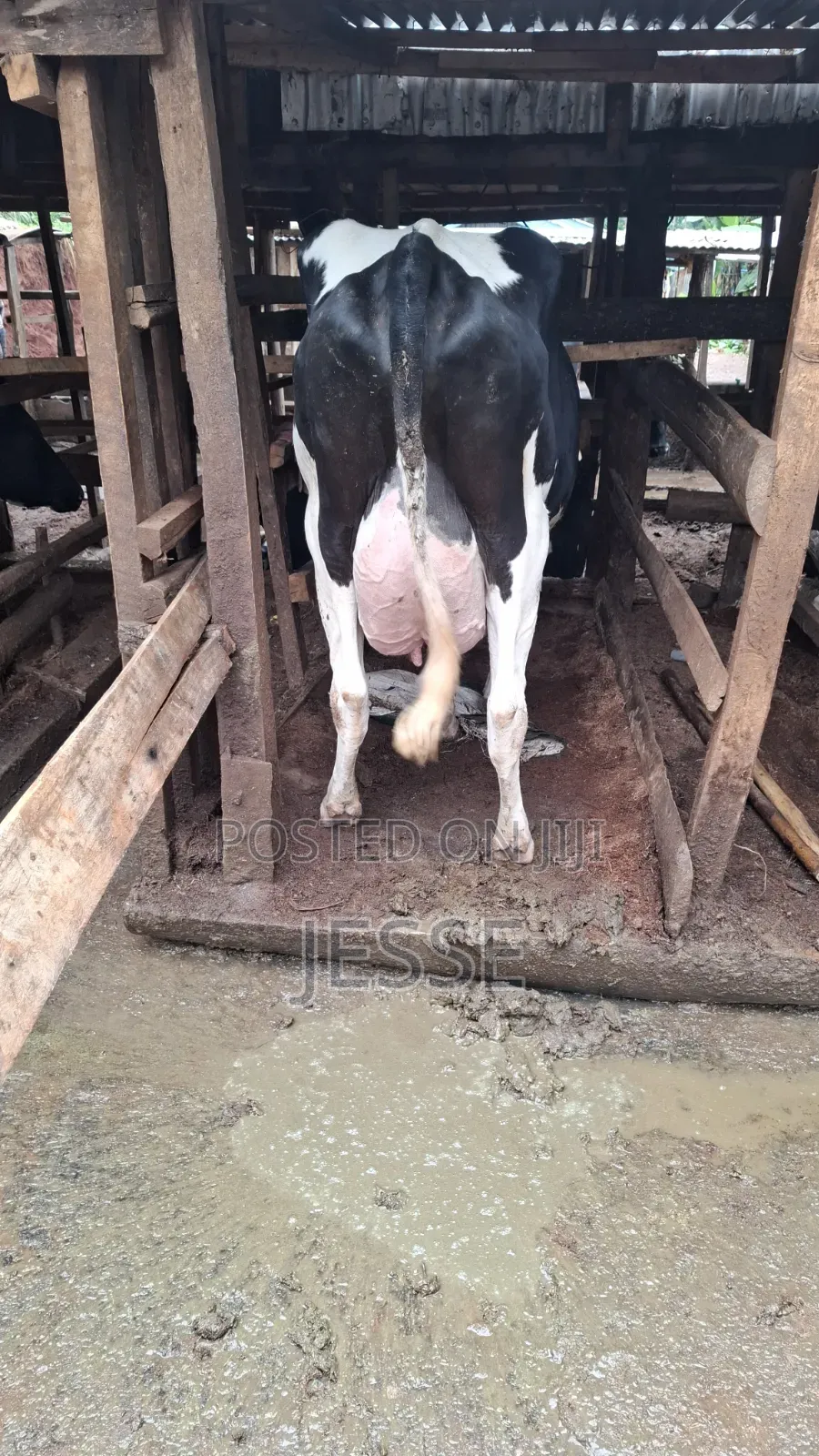 Lactating Friesian Cow