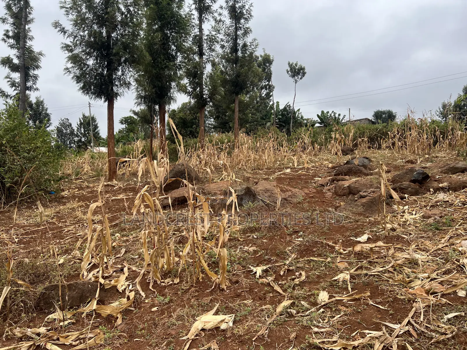 Prime 1/8 Acre for Sale in Maragua,sumary