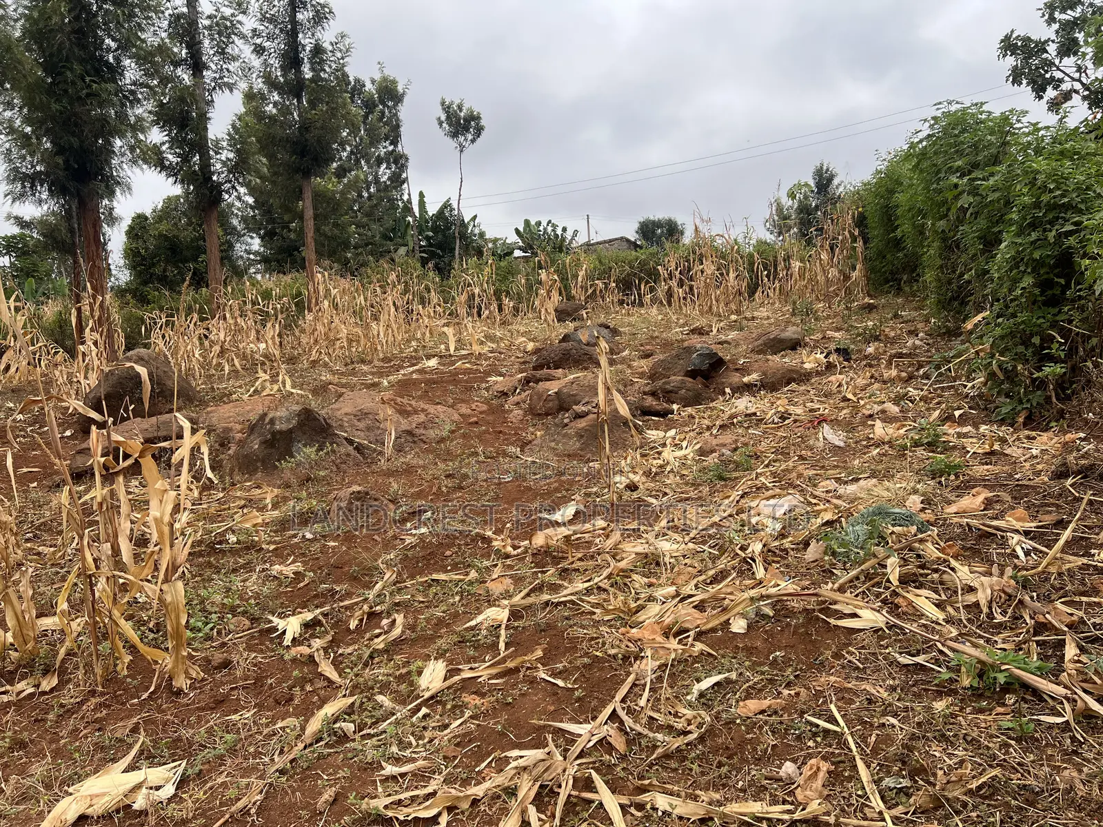 Prime 1/8 Acre for Sale in Maragua,sumary